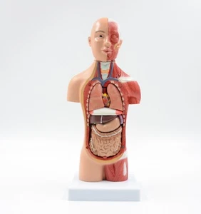 28cm/11" 15 Parts Torso with Half Body Muscles Organs Medical Anatomy Model - Picture 1 of 5
