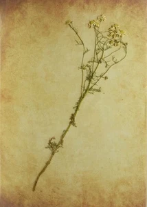 (P1) HERBARIO NATURAL - MATRICARIA CHAMOMILLA (05672) - Imagen 1 de 1