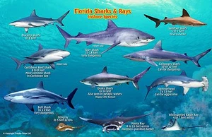 Florida Sharks & Rays Guide Laminated Fish Card by Franko Maps - Picture 1 of 2