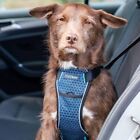CarSafe Crash Tested Dog Safety Harness - from the makers of Halti. Crash...