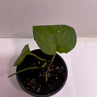 jade satin scindapsus in a 4"inch pot. 