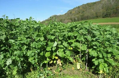 HALE HABITAT & SEED Ethiopian Cabbage Seed - Whitetail Deer/Turkey/Wildlife Food Plots - 5 lb Bag