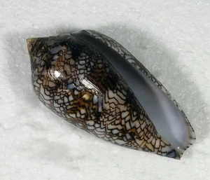 CONUS ARCHIEPISCOPUS TOP - Picture 1 of 3