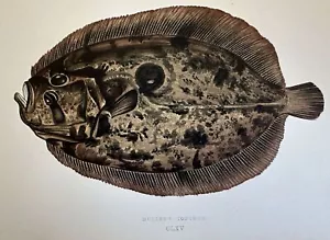 MULLER'S Topknot Zeugopterus Punctatus Couch 1865 Fishes Ittiologia Sea Recipes - Picture 1 of 2