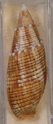 Mitra Imperialis 51 mm Mactan Island Cebú, Filipinas 10 pies en arena + rocas Foto 1 de 4