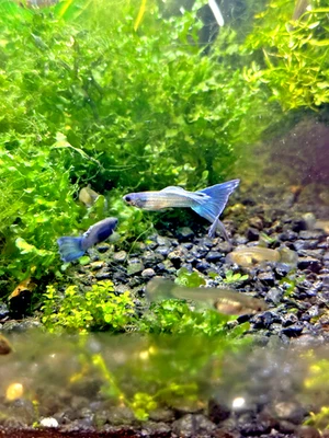 Blue Hawaiian Moscow Guppies - Trío (1 macho y 2 hembras) - Variedad muy rara Foto 1 de 4