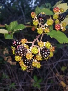 CALIFORNIA BLACK BERRY PLANTS Natural chemical free - Picture 1 of 1