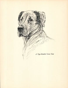 1938 Antique Great Dane Print K F Barker Great Dane Dog Art Illustration 6243e - Picture 1 of 1