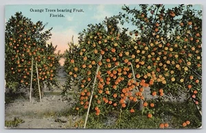 Cartolina d'epoca Florida aranci che portano frutta - Foto 1 di 2