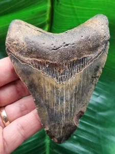 10,6 cm schön gefärbter Zahn des Megalodon - Hai Haizahn Fossil - Bild 1 von 7