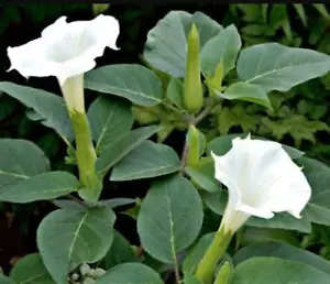 Datura Stechapfel Engelstrompete - Metel Weiß - Bild 1 von 4