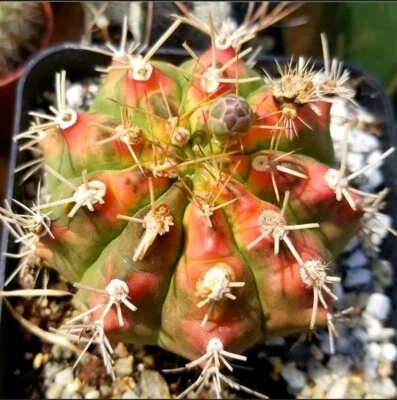 Gymnocalycium mihanovichii variegata (15 seeds) - Image 1 of 4