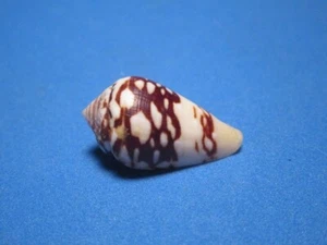 Conus mercator f. reticulatus (von Born, 1778) "VARIANTE;MERCATOR" (29,3mm) - Bild 1 von 5