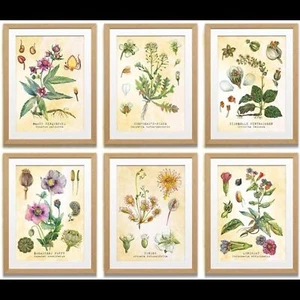 Nuevo conjunto de seis impresiones botánicas sin marco de 8 X 10 de Tavenly Primavera Verano - Imagen 1 de 10