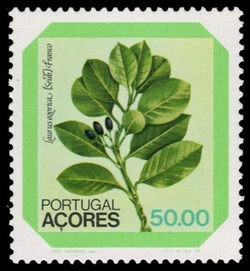 Azoren 328 - lokale Blumen ""Laurus azorica"" (Pa84739) - Bild 1 von 1