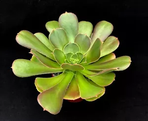 Aeonium 'Blushing Beauty' | Hybrid | Surreal Succulents - Picture 1 of 3