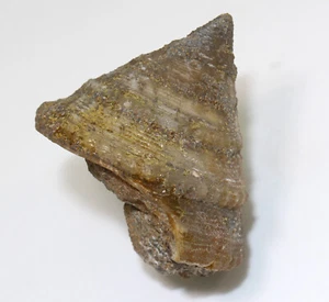 Schnecke, Pleurotomaria princeps, Jura, Pliensbach, Eype, Dorset, UK -eb8123 - Picture 1 of 7