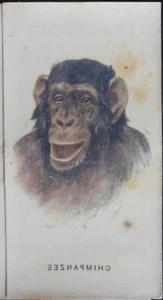 Single: CHIMPANZEE - WILD ANIMALS HEADS (Transfers) - John Player 1931 - Picture 1 of 1