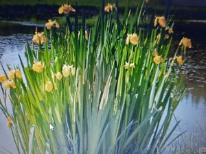 Große Lilien Teichpflanzen Schwertlilien Wasserlilien Teich Garten - Bild 1 von 4