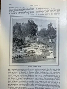 1900 jardines de agua ilustrados - Imagen 1 de 7