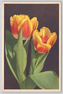 Postcard Yellow Red Tulips Flowers by Thor E Gyger Botany Floral - Picture 1 of 2