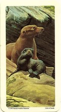 RED ROSE TEA CARD, SERIES: ANIMALS AND THEIR YOUNG, CALIFORNIA SEA-LION