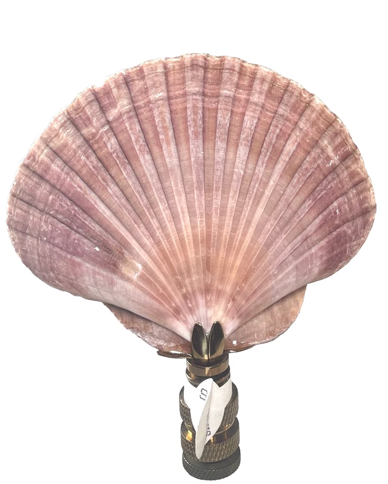 Acabado de pantalla de lámpara costera rosa náutica concha marina Foto 1 de 4