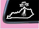 Kentucky Ginseng TP 674 6 Inch decal sticker seeds growing extract capsules