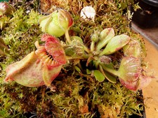 Cephalotus follicularis 'Big boy' -  vendu en pot