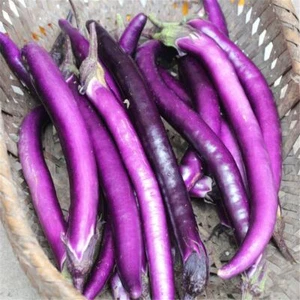 EGGPLANT Long Purple 15 seeds HEIRLOOM vegetable garden SPRING SUMMER non-gmo - Picture 1 of 3