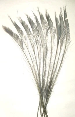 10 Peacock Sword Feathers 15-25" L Bleached & Dyed 21 in colors USA Seller - Image 1 of 2