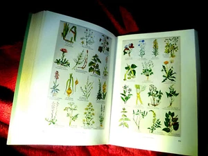 Altes KRÄUTERBUCH aus 1958 ZAUBER Tinkturen HEXENWISSEN Heilpflanzen ÖLE Rezepte - Bild 1 von 7