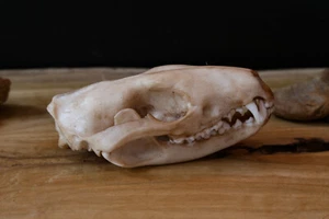 Tiger Quoll - Calavera tamaño natural - Réplica - Pieza de alta calidad - Envío GRATIS a todo el mundo - Imagen 1 de 8