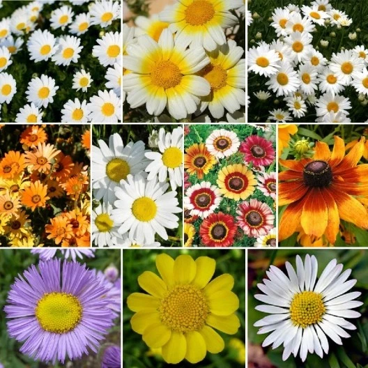 Daisy Wildflower Seed Mix, 10 Daisy Species, Variety Packet Sizes, FREE SHIPPING - Image 1 of 1
