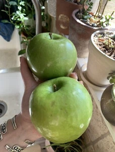 5 Green Apple Granny Smith Seeds Fruit Tree Organic USA Homegrown heirloom Edibl - Picture 1 of 3