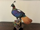 Himalayan Monal Pheasant Mount, Extremely Rare Specimen
