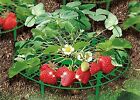 Plant Supports For Gardening Fruits & Vegetables - Pack Of 10