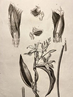 Anticuario Copperplate 1834 Orquídea Músculos Vainilla Doctor Tatuaje Boceto - Imagen 1 de 4