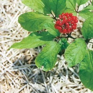 100 Samen Ginseng -Panax Ginseng- TCM - Bild 1 von 1
