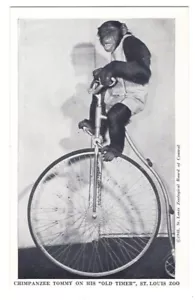 CHIMPANCÉ TOMMY ON OLD TIMES BIKE ST LOUIS MO CHIMPANCÉ SHOW POSTAL 082420 P - Imagen 1 de 2