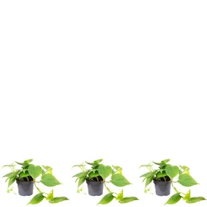 3er-Set Baumfreund - Höhe ca. 20 cm, Topf-Ø 12 cm - Philodendron scandens - Bild 1 von 1