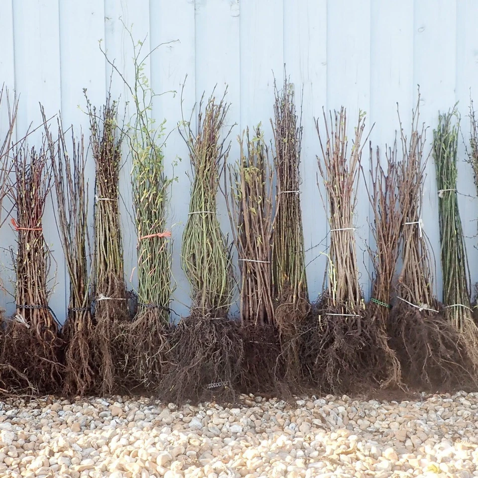 Hornbeam hedge bare root size 90-120 cm x 25 del mid november autumn delivery - Image 1 of 1
