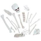 Scary Skeleton Bones Halloween Decoration Set - 19 Pieces