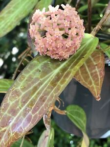 HOYA PHILIPPINES (ROOTED PLANT)