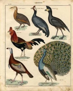 1843 OKEN HC LITHOGRAPH indian peafowl, wild turkey, rooster, guineafowl, ... - Picture 1 of 2