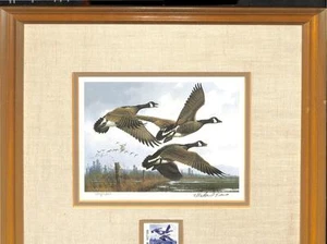 OREGON #1 DUCK STAMP PRINT FRAMED WATERFOWL ARTIST SIGNED MICHAEL SIEVES 1984 - Picture 1 of 5