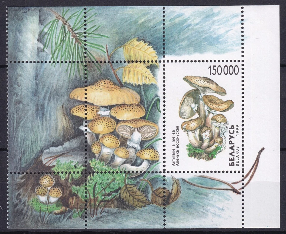 Bloco de cogumelos Bielorrússia 1999 sem marca de charneira - Imagem 1 de 1