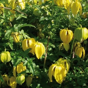 Clematis Bill McKenzie  2L - Empfohlen für die Anlage hoher Zäune - Bild 1 von 11