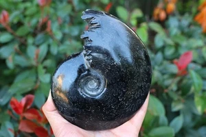0.65kg Natural Black Ammonite Fossil Conch Reiki Specimen crystal Heal Decor 106 - Picture 1 of 9