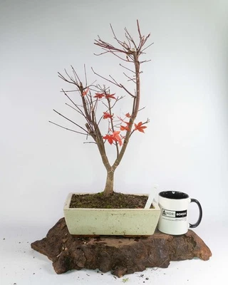 Japanese Maple Deshojo Bonsai Tree Acer palmatum 25cm Pot Ungrafted Raw - Image 1 of 4